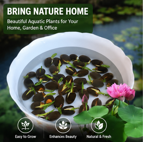 Natural Lotus Flower Growing Seeds – High Germination Aquatic Plant Seeds 500g