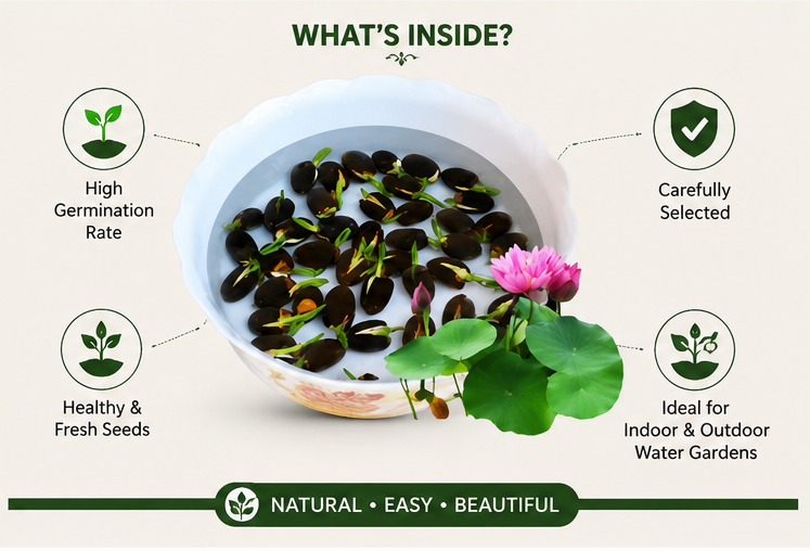 Natural Lotus Flower Growing Seeds – High Germination Aquatic Plant Seeds 500g