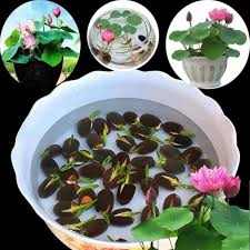 Natural Lotus Flower Growing Seeds – High Germination Aquatic Plant Seeds 500g